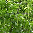 Pterocarya (skrzydłorzech)
