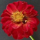 Dahlia hort. Glow