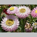 Rhodanthe (suchlin)