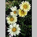 Gazania ×hybrida (gazania lśniąca)