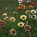 Chrysanthemum carinatum (złocień trójbarwny)