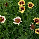 Gaillardia pulchella (gailardia nadobna)