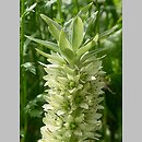 Eucomis autumnalis