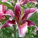 Lilium Stargazer