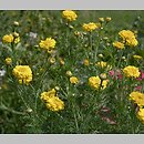 Chrysanthemum coronarium (złocień wieńcowy)