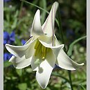 Lilium formosanum (lilia tajwańska)