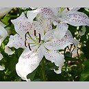 Lilium Extravaganza