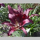 Lilium Firebolt