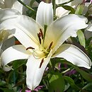 Lilium Urandi