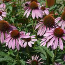 Echinacea purpurea (jeżówka purpurowa)