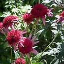 Echinacea Secret Passion