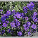 Brachyscome (czubatka)