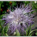Centaurea americana (chaber amerykański)