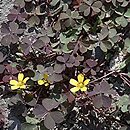 Oxalis repens (szczawik płożący się)
