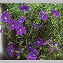 Nierembergia hippomanica (nierembergia)
