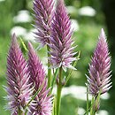 Celosia argentea var. spicata (celozja srebrzysta odm. kłosowa)