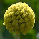 Craspedia globosa (kraspedia kulista)