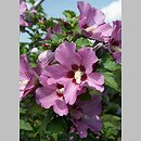 Hibiscus (ketmia)