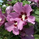 Hibiscus syriacus (ketmia syryjska)