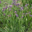 Limonium (zatrwian)