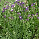 Limonium sinuatum (zatrwian wrębny)