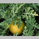 Citrullus lanatus cv. Zloto Wolicy (arbuz odm. Złoto Wolicy)