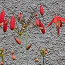 Brodiaeoideae