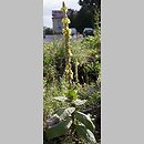 Verbascum densiflorum (dziewanna wielkokwiatowa)