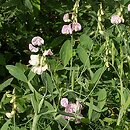 Lathyrus latifolius (groszek szerokolistny)