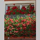 pelargonie w ogrodzie
