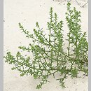 Salsola kali (solanka kolczysta)