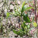 Ambrosia trifida (ambrozja trójdzielna)