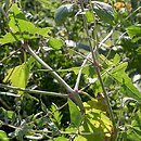 Atriplex patula (łoboda rozłożysta)