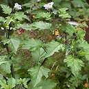 Nicandra physalodes (nikandra miechunkowa)