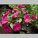 Impatiens ×nova-guinea (niecierpek nowogwinejski)