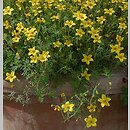 Bidens aurea (uczep złocisty)