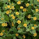 Melampodium paludosum (melampodium (ogr.))