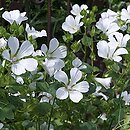 Malope trifida (ślęzawa trójwrębna)