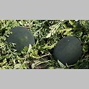 Citrullus (arbuz)