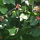 Phaseolus coccineus (fasola wielokwiatowa)