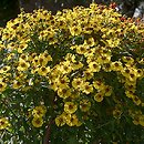 Helenium (dzielżan)