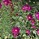 Cosmos bipinnatus (kosmos pierzasty)