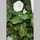Ipomoea tricolor (wilec trójbarwny)