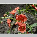 Alonsoa meridionalis (alonsoa (ogr.))