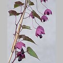 Rhodochiton atrosanguineum (rodochiton)