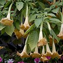 Brugmansia (bieluń drzewiasty)