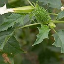 Datura stramonium (bieluń dziędzierzawa)