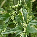 Atriplex (łoboda)