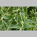Atriplex nitens (łoboda błyszcząca)