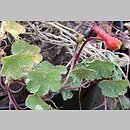 Tropaeolum tuberosum (nasturcja bulwiasta)